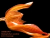 Bulbophyllum cootesii  (03)